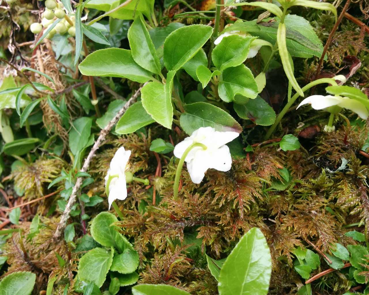 Moneses uniflora